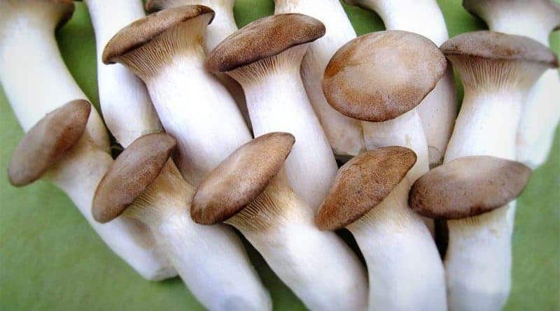 Loại nấm được cho là &quot;thần dược&quot;, có công dụng bổ dưỡng ngang ngửa nhân sâm, nhiều người không biết - Ảnh 3.