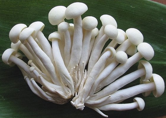 Loại nấm được cho là &quot;thần dược&quot;, có công dụng bổ dưỡng ngang ngửa nhân sâm, nhiều người không biết - Ảnh 6.