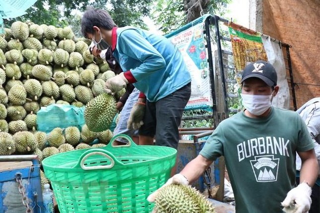 Nhiều đơn vị mạo danh mã số vùng trồng xuất khẩu sầu riêng sang Trung Quốc - Ảnh 2.