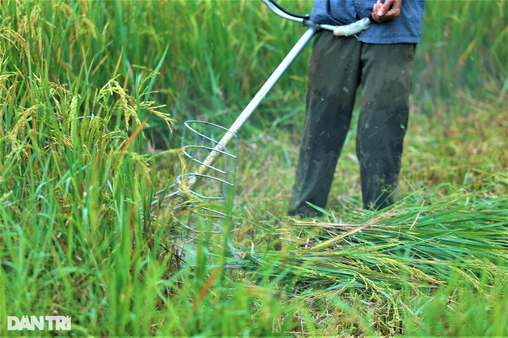 Cách thu hoạch lúa độc đáo ở nơi máy gặt đập cũng phải &quot;chào thua&quot; - Ảnh 4.