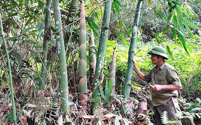 Bẻ thứ &quot;rau đặc sản&quot; mọc thành mầm mập mạp này, nông dân của một xã ở Yên Bái bán ra tới hơn 21.000 tấn - Ảnh 1.