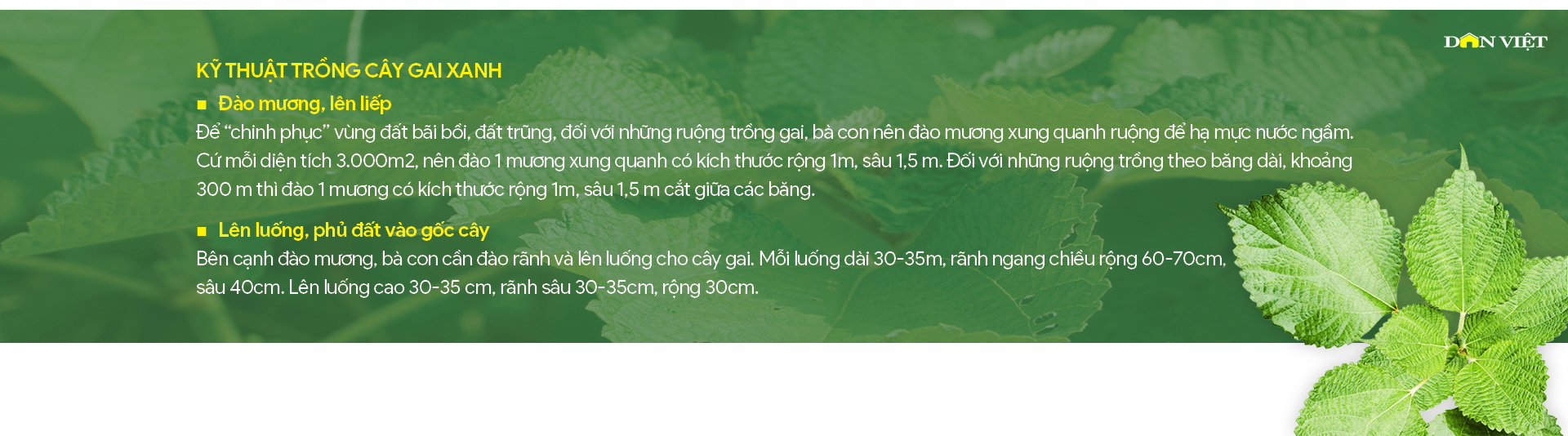 Cây gai xanh AP1: Làm màu cho đất, làm giàu cho người - Ảnh 6.