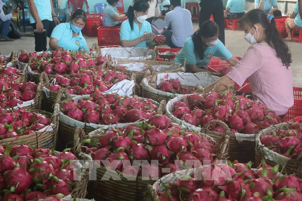 Thanh long ở Tiền Giang tăng giá trở lại - Ảnh 1.