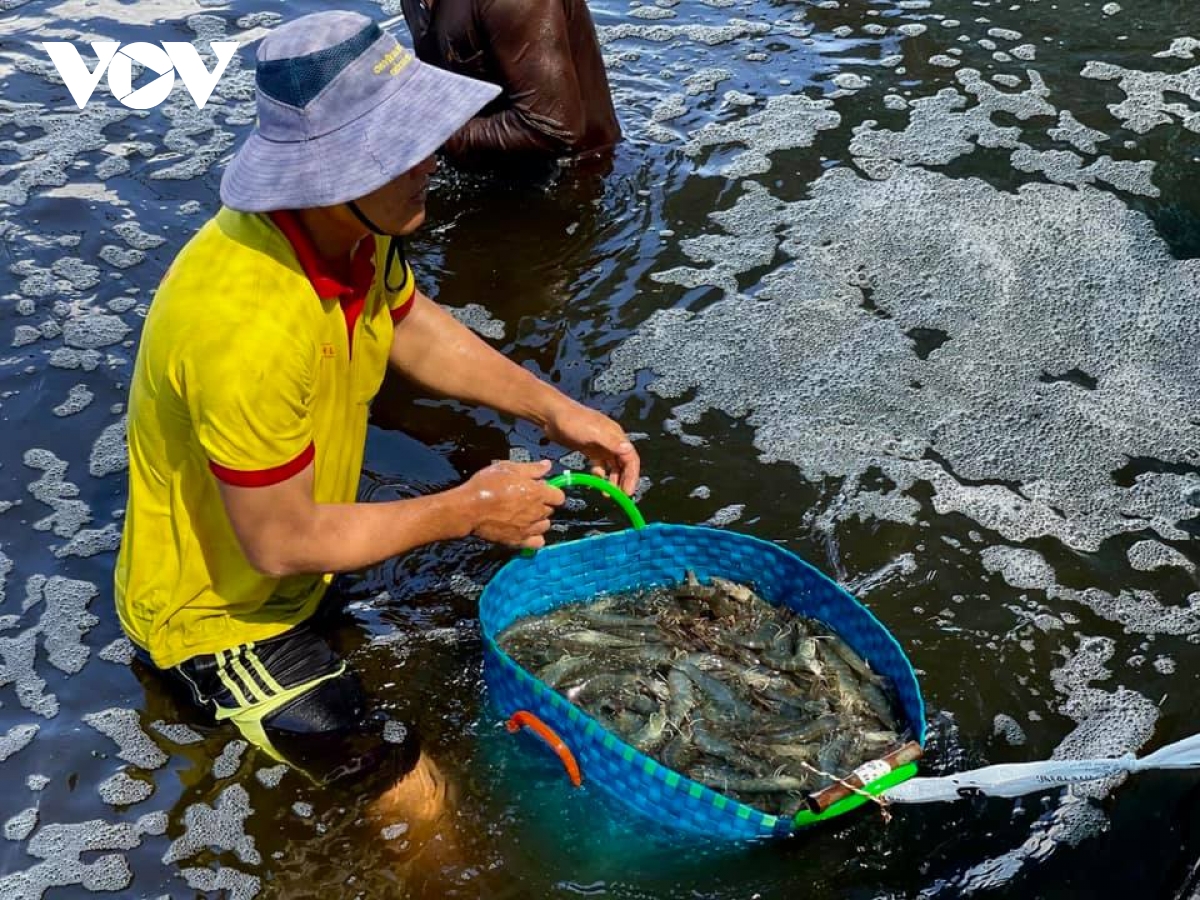 Nuôi tôm công nghệ cao ở Bến Tre đang được nhân rộng nhờ hiệu quả cao - Ảnh 1.