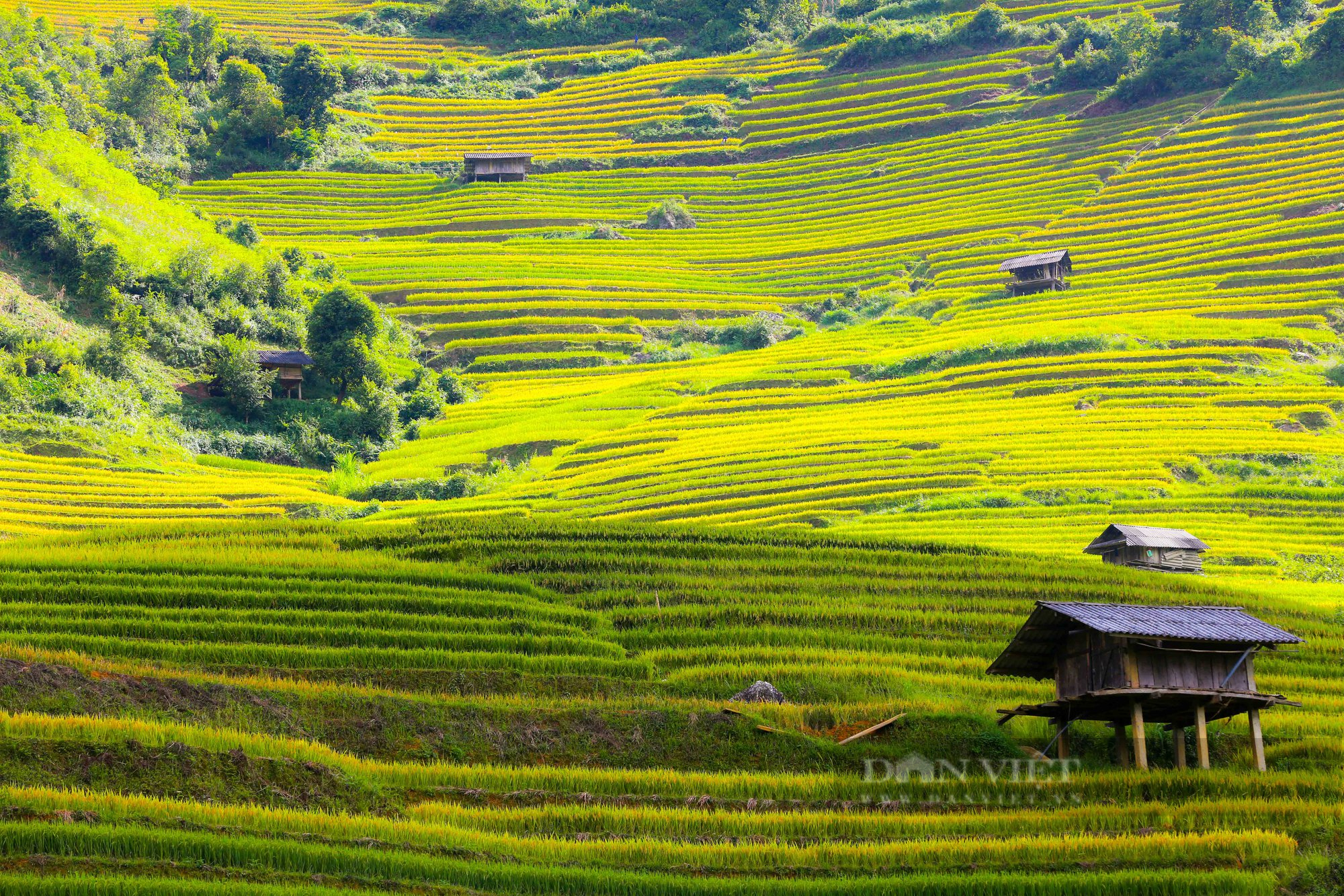 Chiêm ngưỡng vẻ đẹp của Mù Căng Chải vào mùa lúa chín - Ảnh 4.