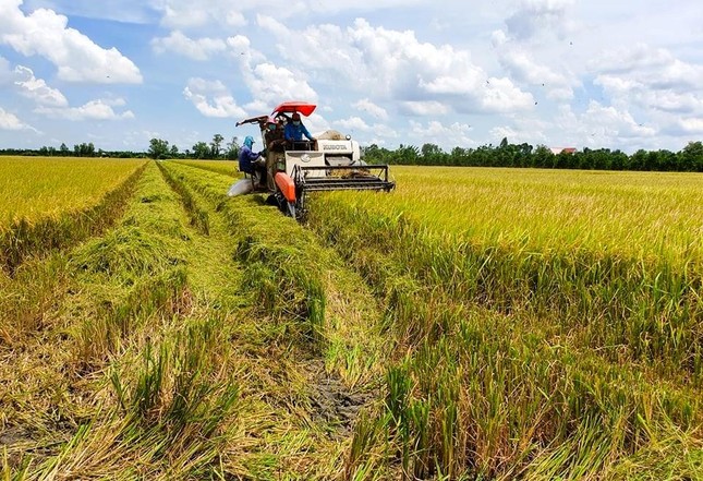 “Cánh đồng lớn” mà không lớn - Ảnh 1.