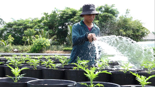 Trồng thứ cây cảnh chơi ngắn ngày này trong chậu, nông dân Đồng Tháp thu nhập &quot;khỏe re&quot; - Ảnh 1.