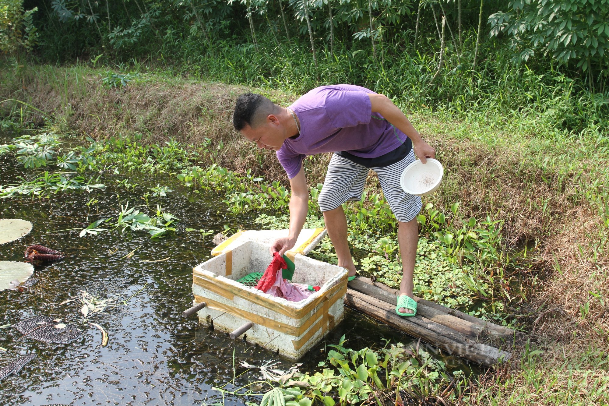 Tuyệt chiêu ấp trứng ốc nhồi của anh nông dân Thái Nguyên khiến ai cũng phải trầm trồ - Ảnh 2.