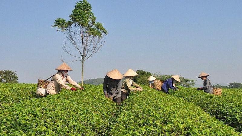 Tăng cường quản lý mã số vùng trồng phục vụ xuất khẩu - Ảnh 1.