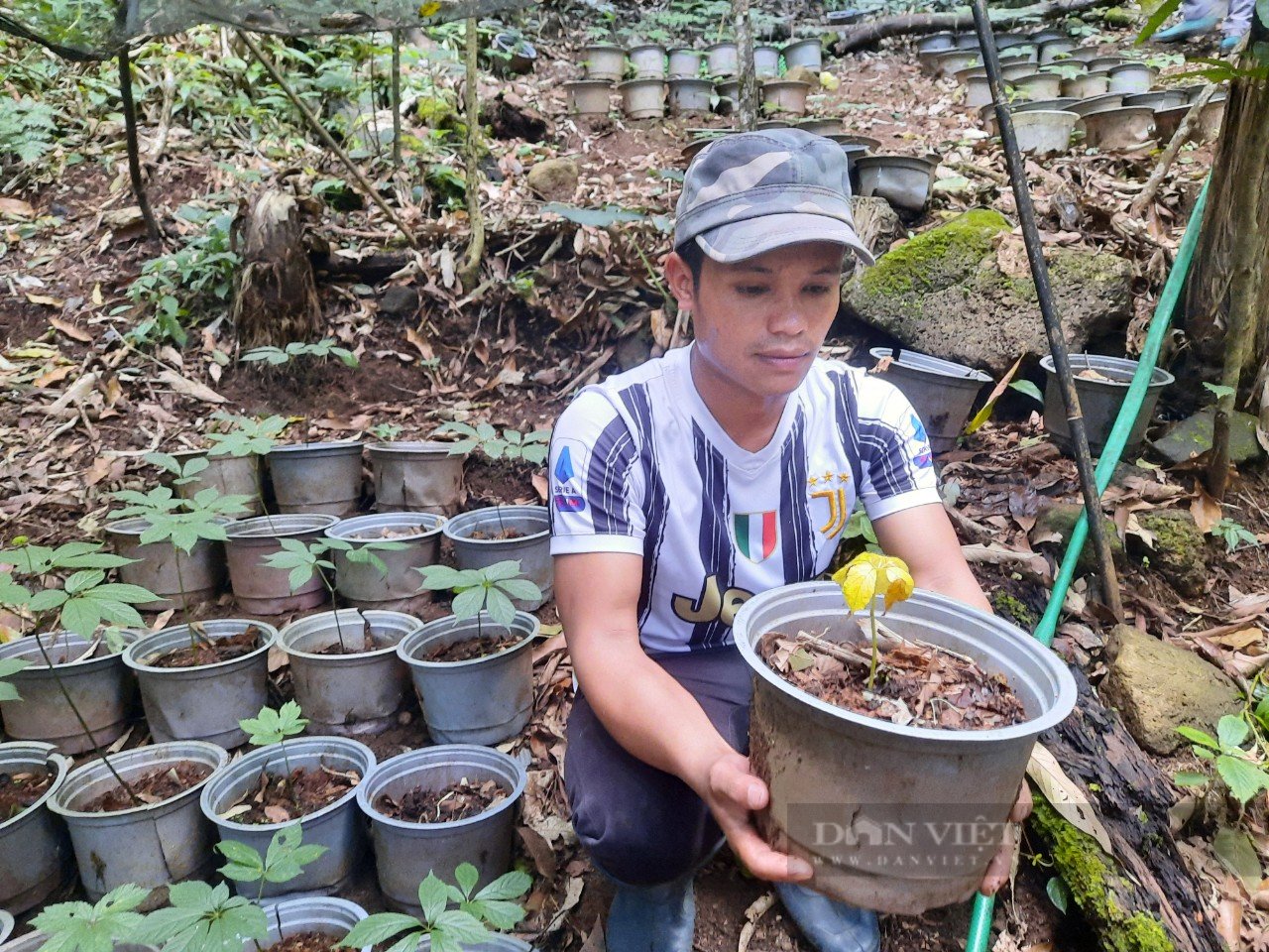 Kon Tum: Trao tặng 10.000 cây sâm Ngọc Linh giống cho người nghèo có sâm bị chết - Ảnh 3.