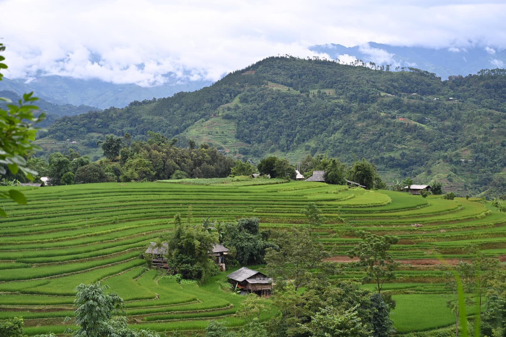 Ngắm ruộng bậc thang mờ ảo dưới màn mây ở Bản Phùng, Hà Giang - Ảnh 3.