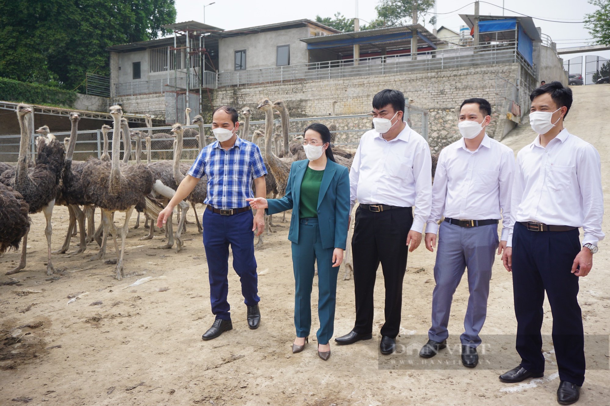 Kỹ sư hàng hải bỏ việc về quê nuôi đà điểu thu lãi hơn nửa tỷ/năm - Ảnh 6.