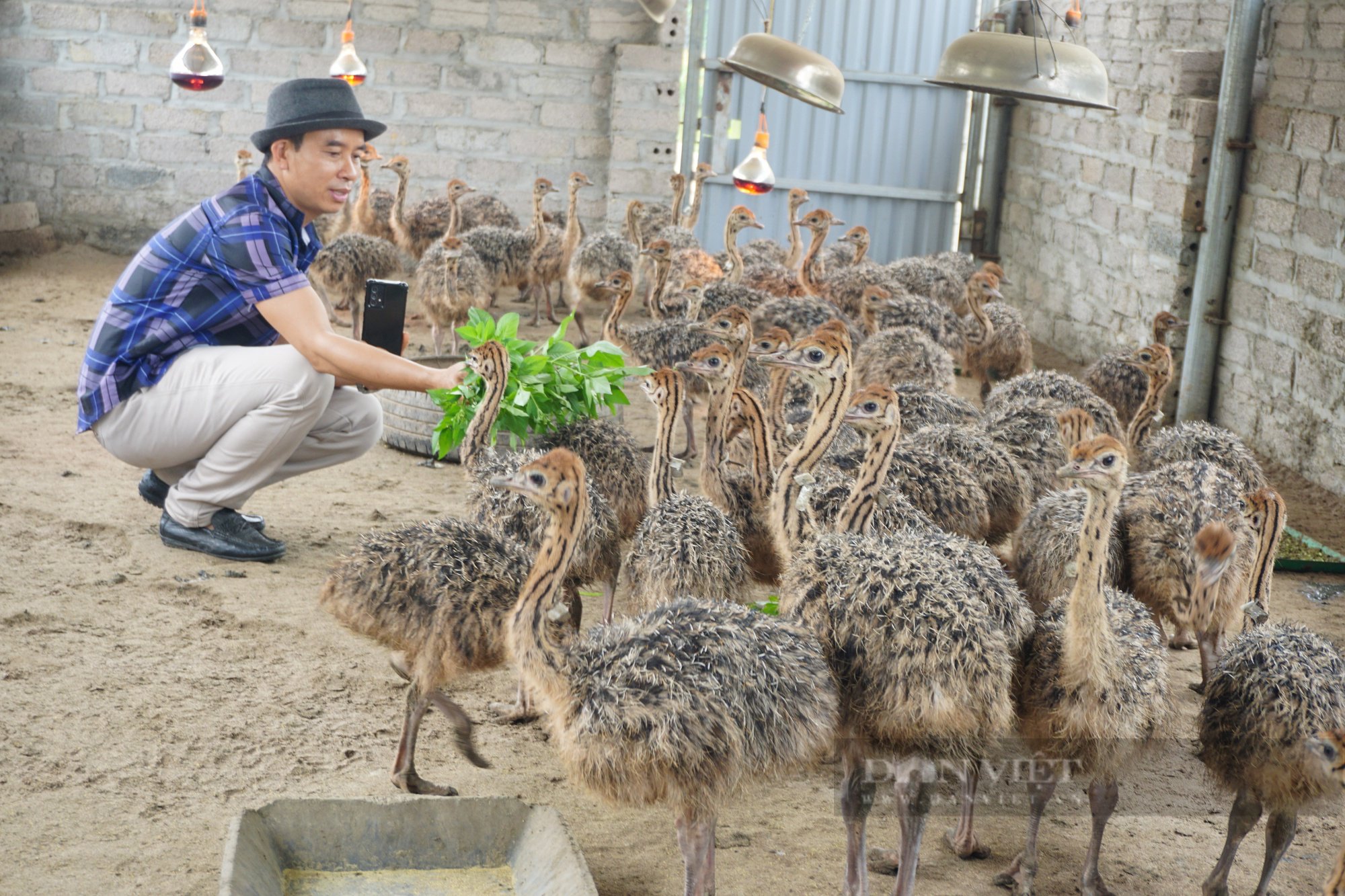 Kỹ sư hàng hải bỏ việc về quê nuôi đà điểu thu lãi hơn nửa tỷ/năm - Ảnh 3.