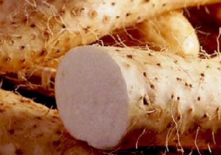 Thứ mọc hoang xưa nghèo đào củ về ăn, nay trồng thu tiền tỷ - Ảnh 1.