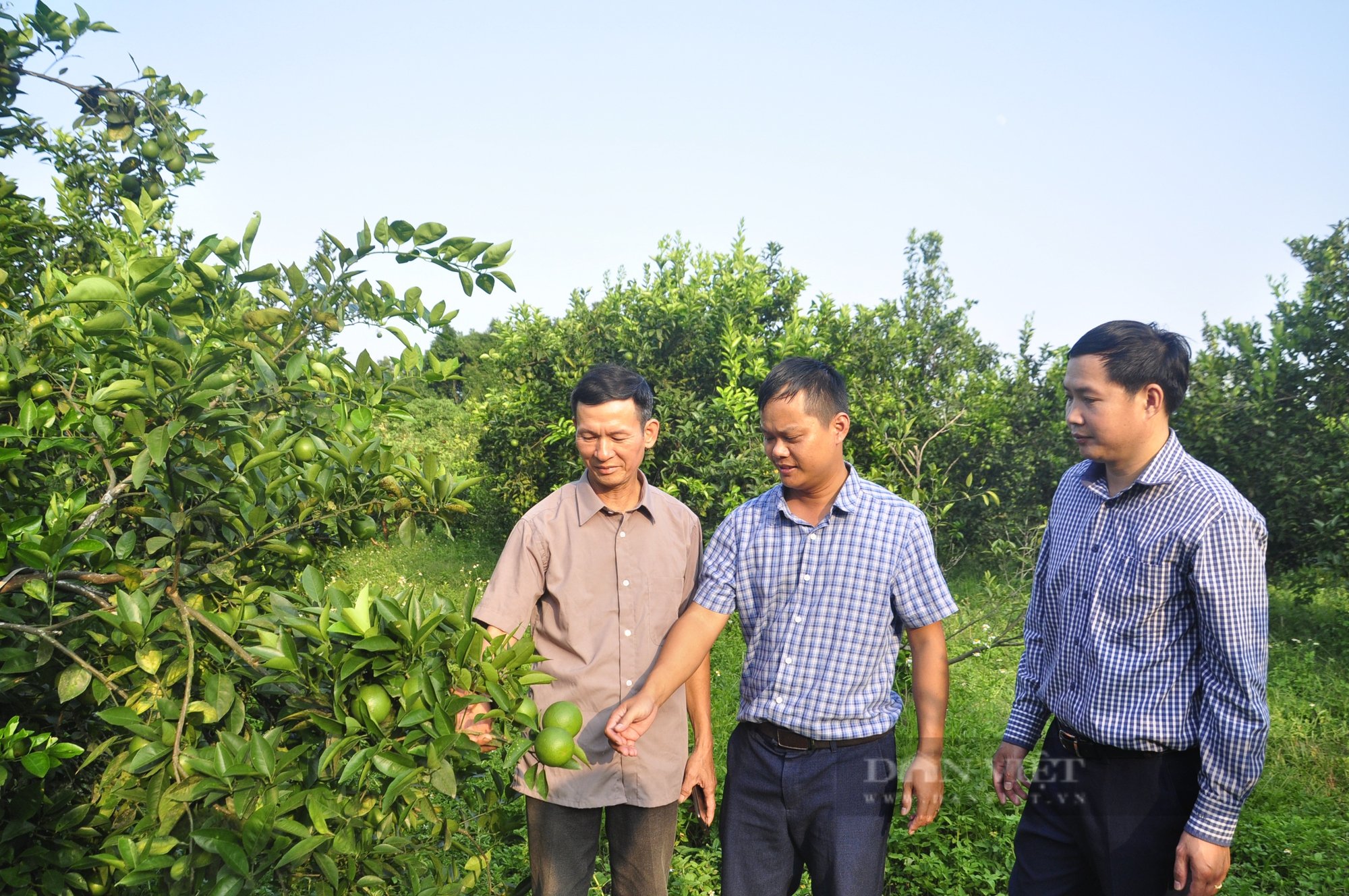 Lão nông cả đời gắn bó với vườn tược, 16 năm làm Chi hội trưởng nông dân - Ảnh 2.