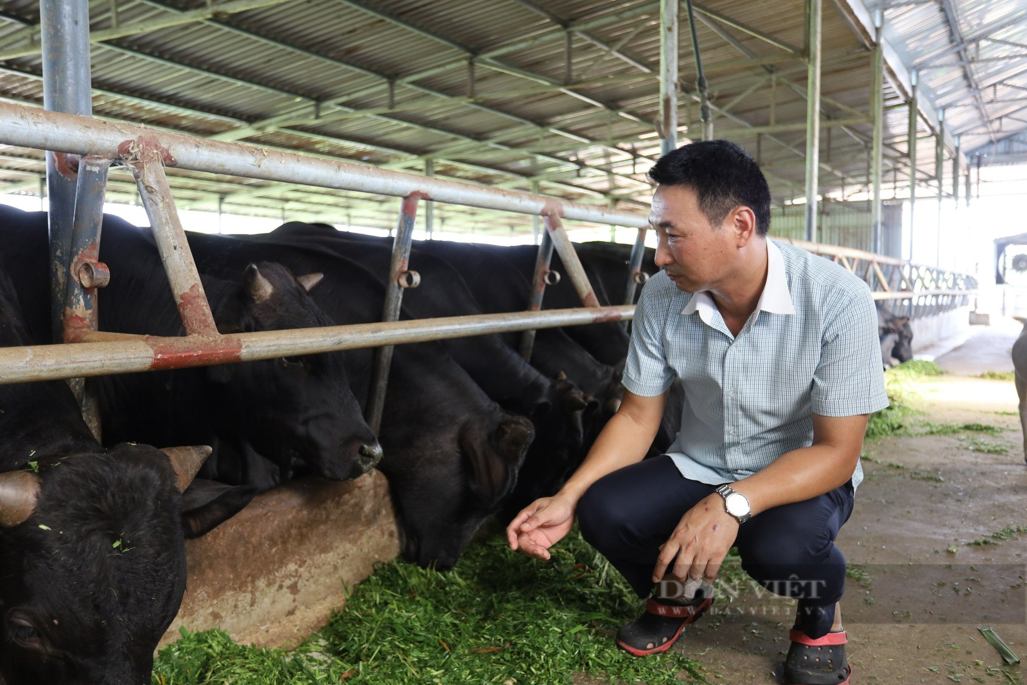 Nông dân xuất sắc 2022 đến từ Hà Nam từng là Chánh Văn phòng huyện ủy nay “bỏ” về nuôi bò 3B thu tiền tỷ - Ảnh 4.