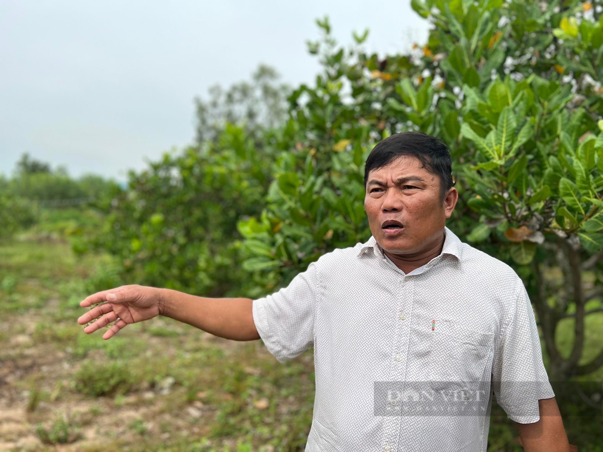 Nông dân Bình Định vượt khó, giúp nhau làm giàu - Ảnh 1.