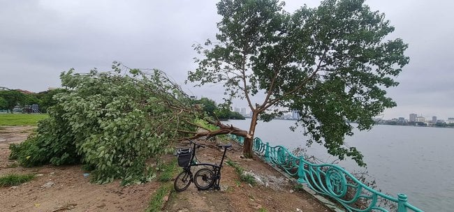 Trồng lại &quot;cây cô đơn&quot; ở ven hồ Tây - Ảnh 1.