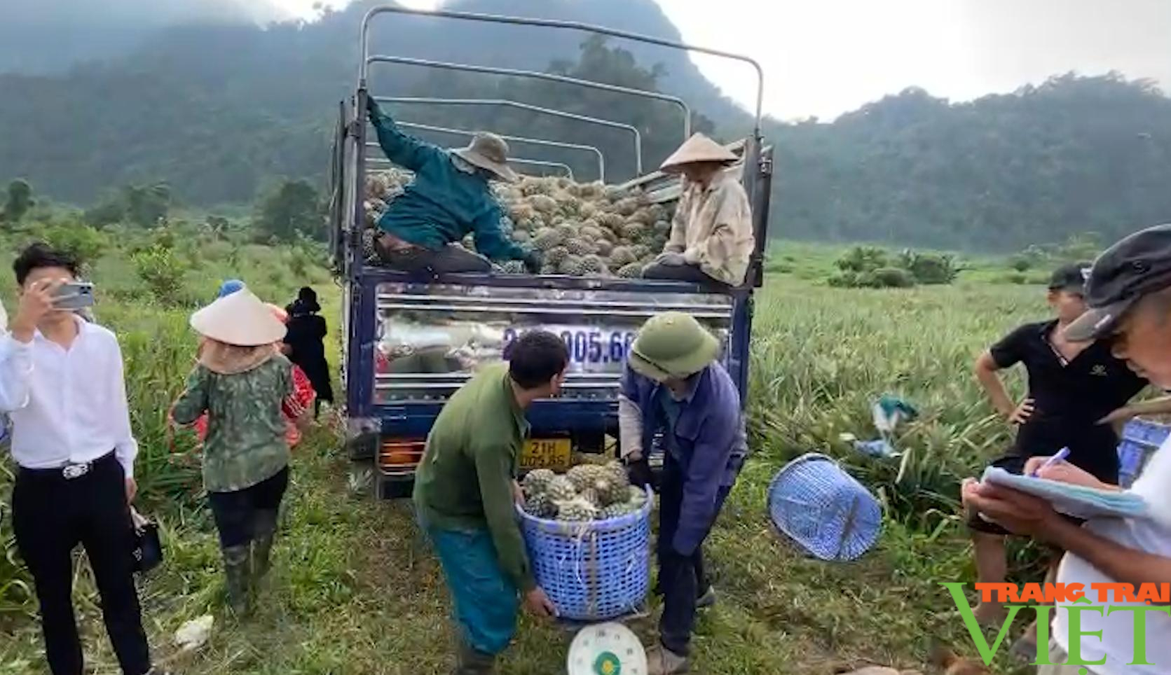 Đại sứ quán Cộng hòa Séc khảo sát cây dứa Queen ở vùng cao Lai Châu - Ảnh 7.