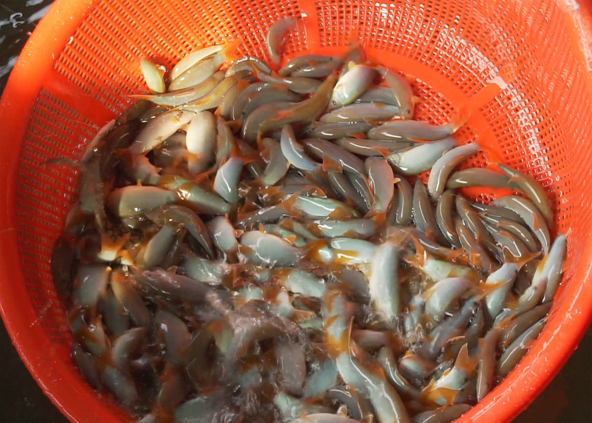 Đánh bắt đồng xa mùa nước nổi ở miền Tây - Ảnh 4. Đánh bắt đồng xa mùa nước nổi ở miền Tây - Ảnh 4.