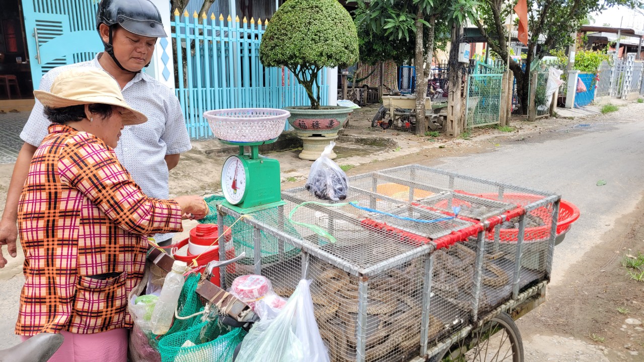 Đánh bắt đồng xa mùa nước nổi ở miền Tây - Ảnh 9. Đánh bắt đồng xa mùa nước nổi ở miền Tây - Ảnh 9.