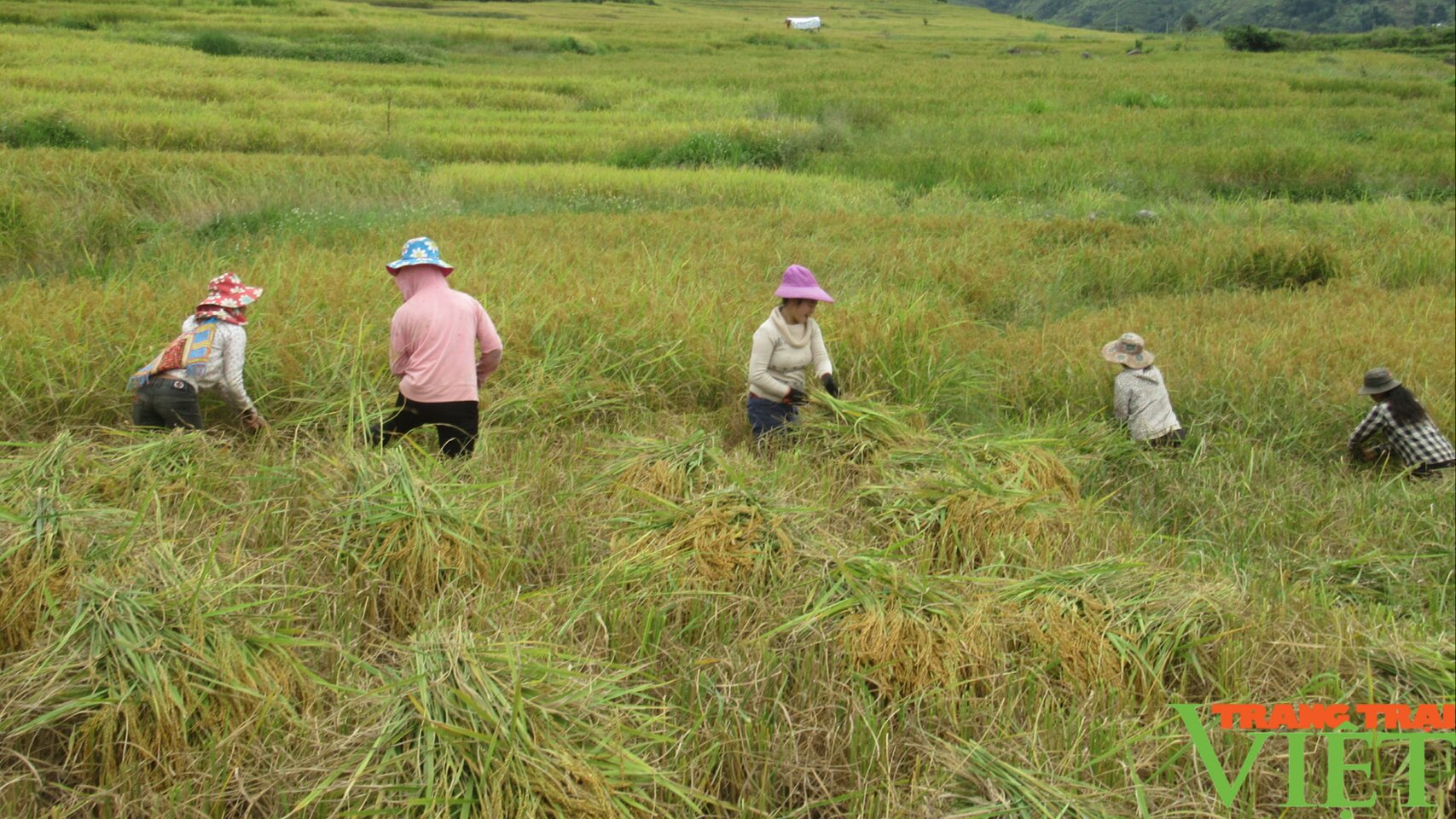 Câu chuyện của những người nông dân làm nông nghiệp ứng phó với biến đổi khí hậu - Ảnh 8. Câu chuyện của những người nông dân làm nông nghiệp ứng phó với biến đổi khí hậu - Ảnh 8.