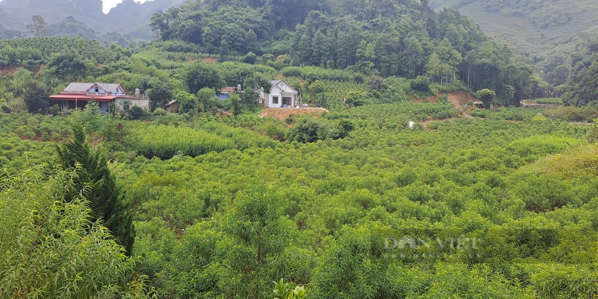 Nông dân Việt Nam xuất sắc 2022 đến từ Lào Cai là người trồng thứ cây mà vào dịp tết nhà nào cũng muốn có - Ảnh 2.