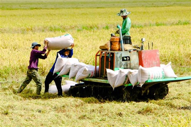 Đà giảm của giá lúa chững lại - Ảnh 1.