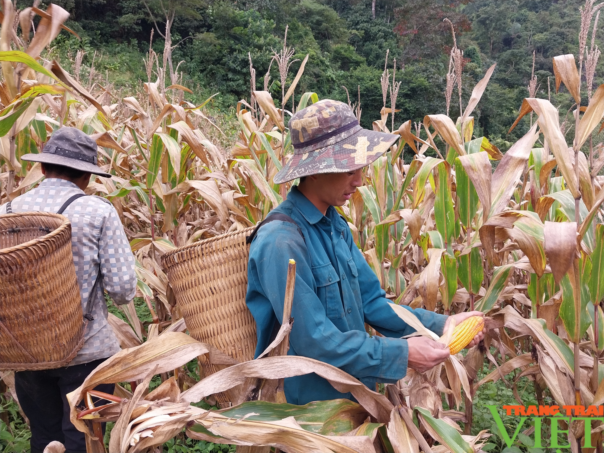 Niềm vui của nông dân trồng ngô ở vùng cao Sơn La - Ảnh 3.