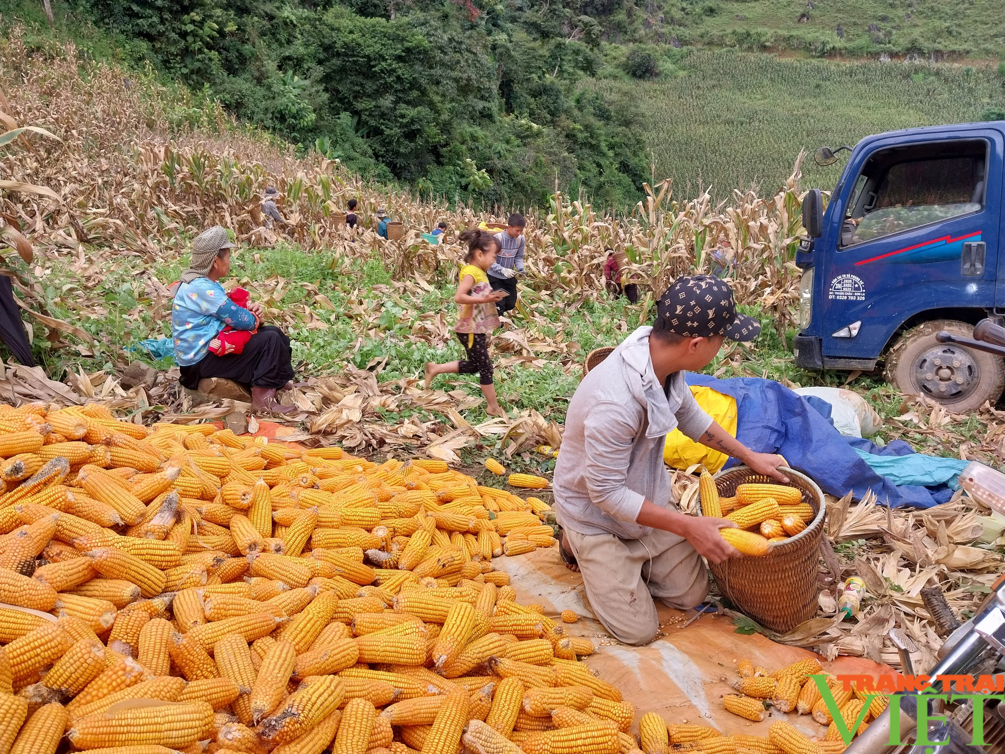 Niềm vui của nông dân trồng ngô ở vùng cao Sơn La - Ảnh 4.