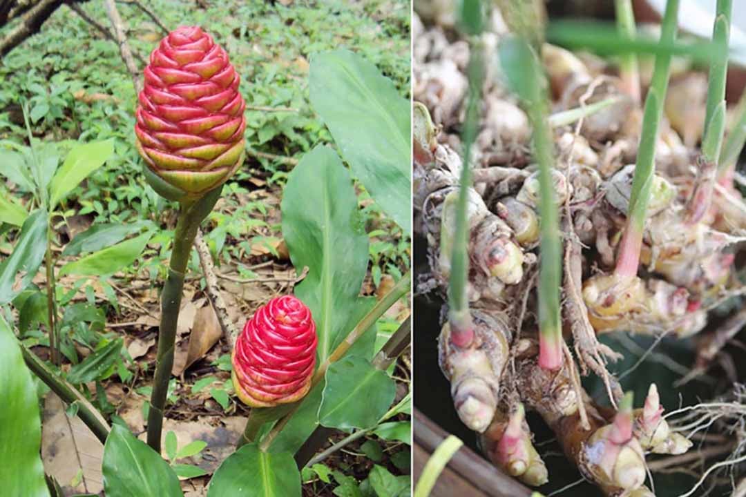 Loại củ rẻ bèo mua ở chợ nào cũng có không thua kém gì &quot;nhân sâm&quot; nếu biết sử dụng đúng cách - Ảnh 5.