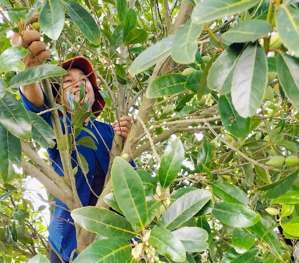 Xưa là cây dại mọc bên bờ kênh, sông, rạch, nay trở thành &quot;cây kinh tế&quot; của nhiều hộ dân ở An Giang - Ảnh 4.