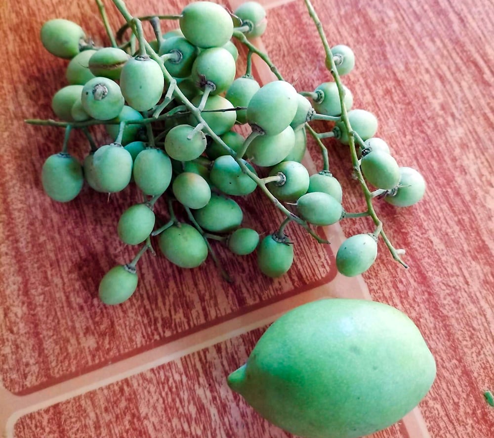Xưa là cây dại mọc bên bờ kênh, sông, rạch, nay trở thành &quot;cây kinh tế&quot; của nhiều hộ dân ở An Giang - Ảnh 1.