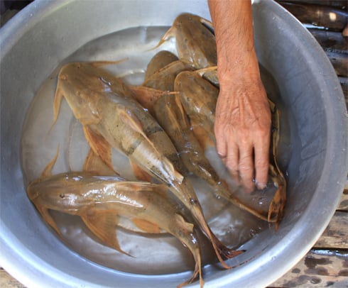 Cá ké tiến vua ngày xưa giờ thành đặc sản, giá bán 650.000 đồng/kg - Ảnh 1. Cá ké tiến vua ngày xưa giờ thành đặc sản, giá bán 650.000 đồng/kg - Ảnh 1.