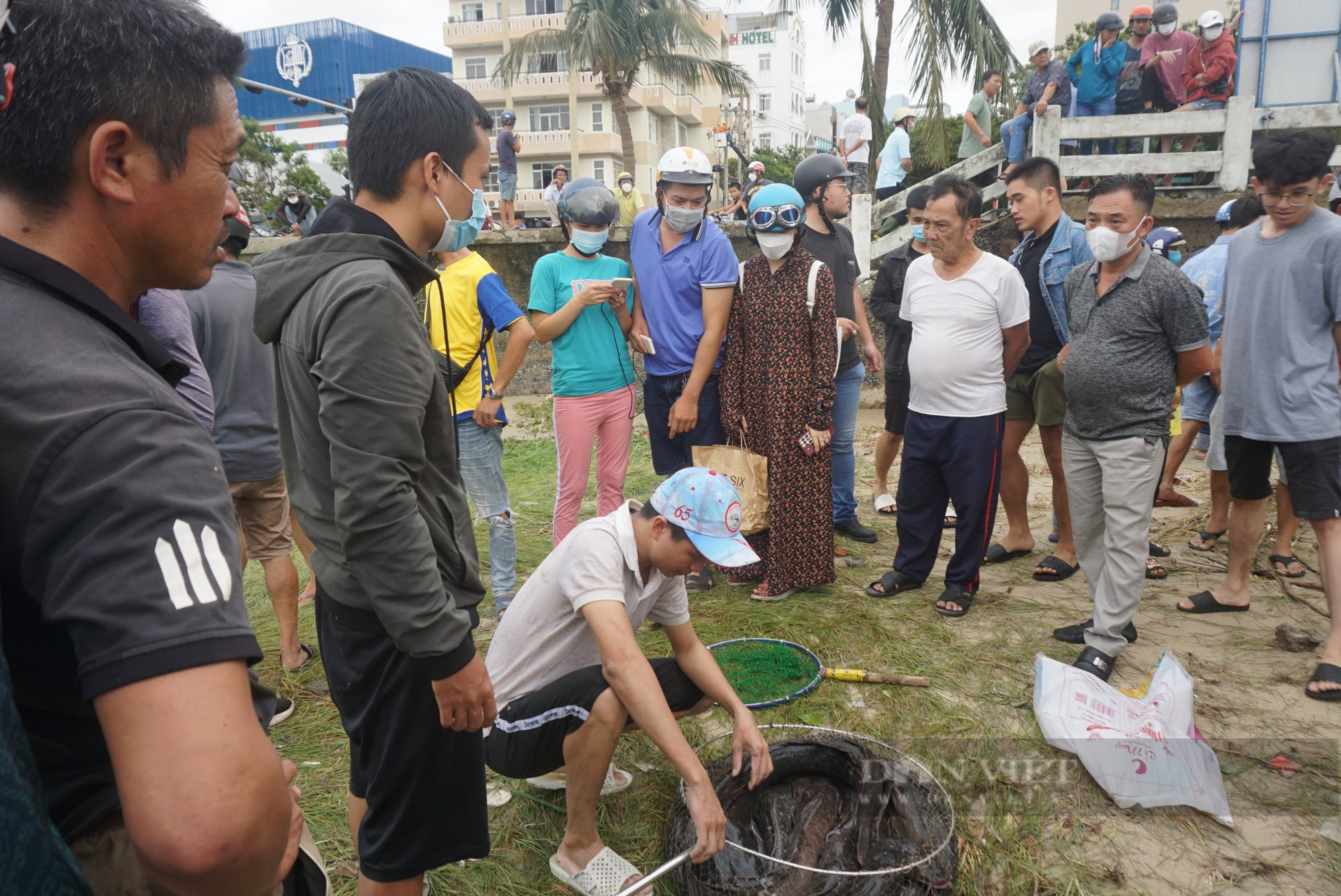 &quot;Đã mắt&quot; với mẻ cá thu hoạch từ miệng cống sau bão  - Ảnh 7.