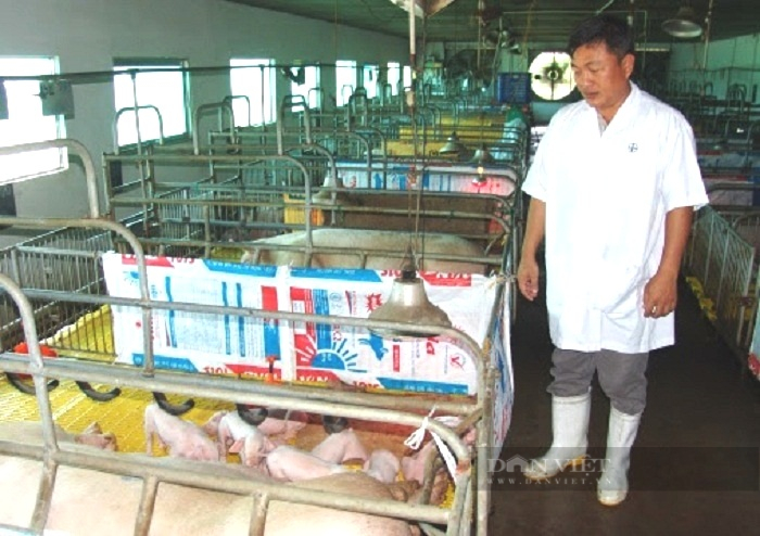 TP.HCM chăn nuôi heo hướng “xanh”, bền vững  - Ảnh 4.