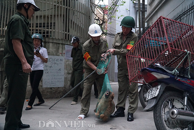 Các địa phương siết quản lý việc thả rông chó, mèo - Ảnh 1.