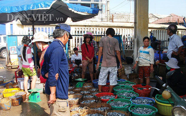 Thu mua hải sản ở cảng cá Quy Nhơn, Bình Định. Ảnh: Nguyên Vỹ