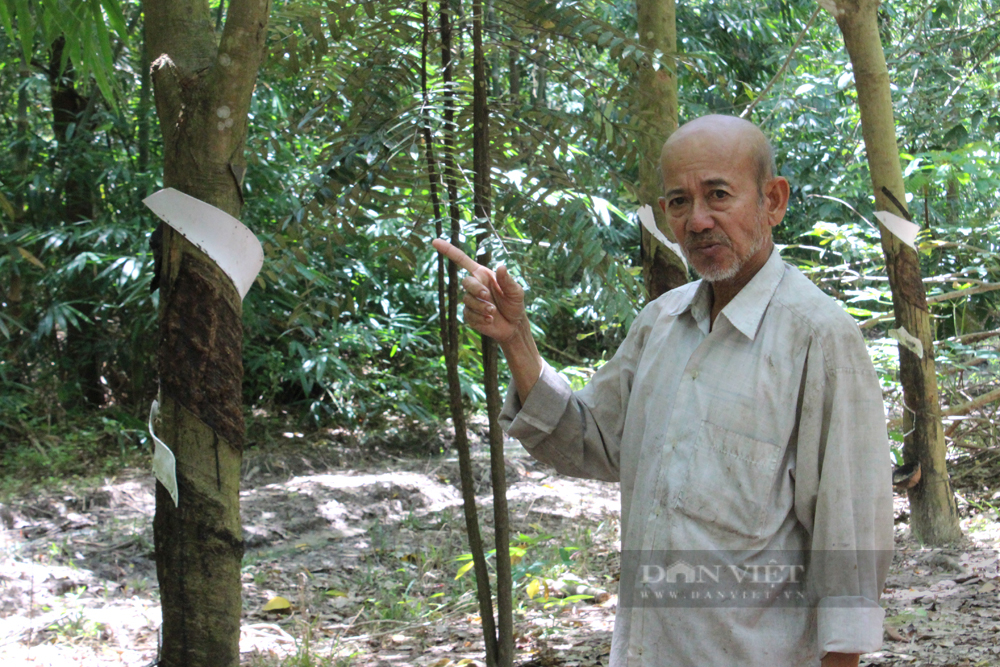 Tây Ninh: - Ảnh 3.