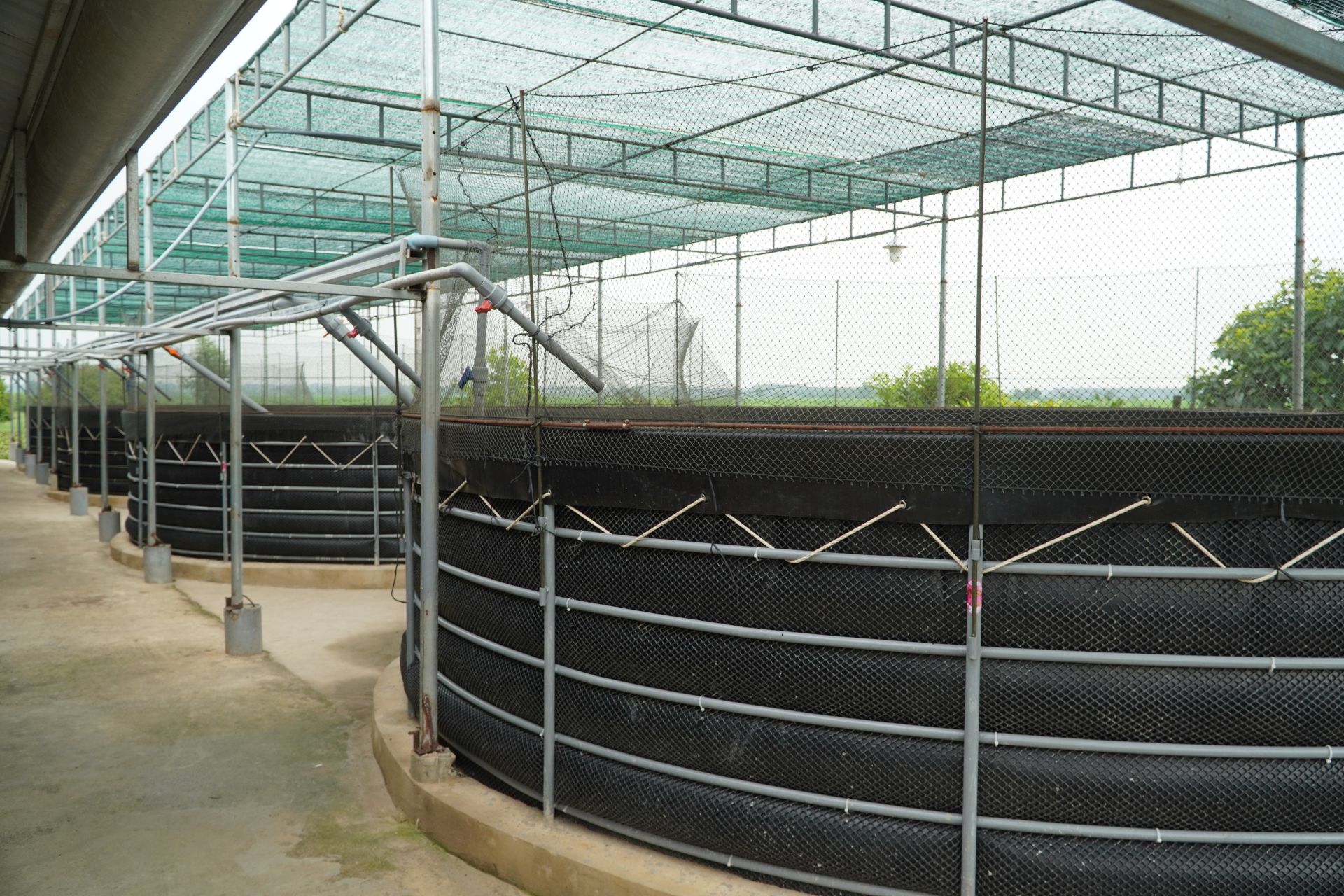 Nuôi cá lóc dày đặc trong bể lót bạt trên vườn ở Tây Ninh, tháo nước cá lộ ra một đống, cả làng xuýt xoa - Ảnh 2.