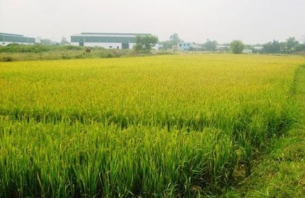 TP.HCM đề xuất chuyển 21 dự án có đất lúa sang làm nhà ở - Ảnh 1.