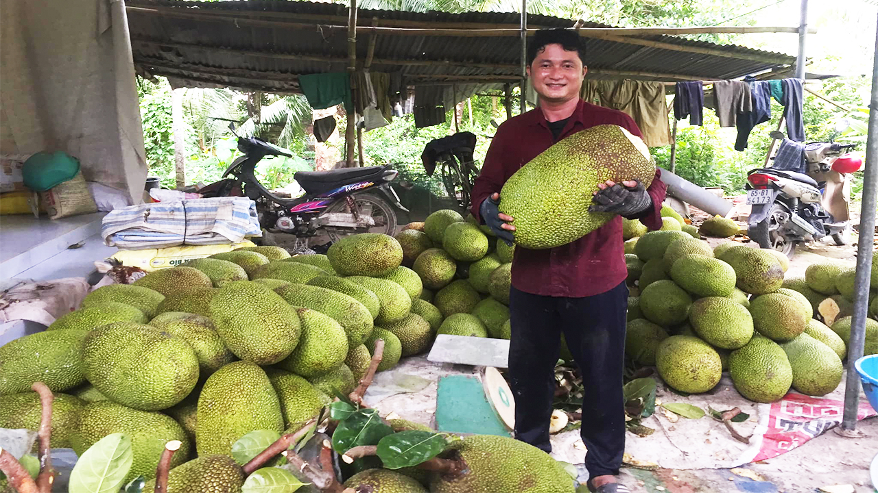 Giá mít Thái hôm nay 30/9: Giá tăng trở lại, vì sao diện tích mít Thái ở Vĩnh Long tăng mạnh - Ảnh 1.