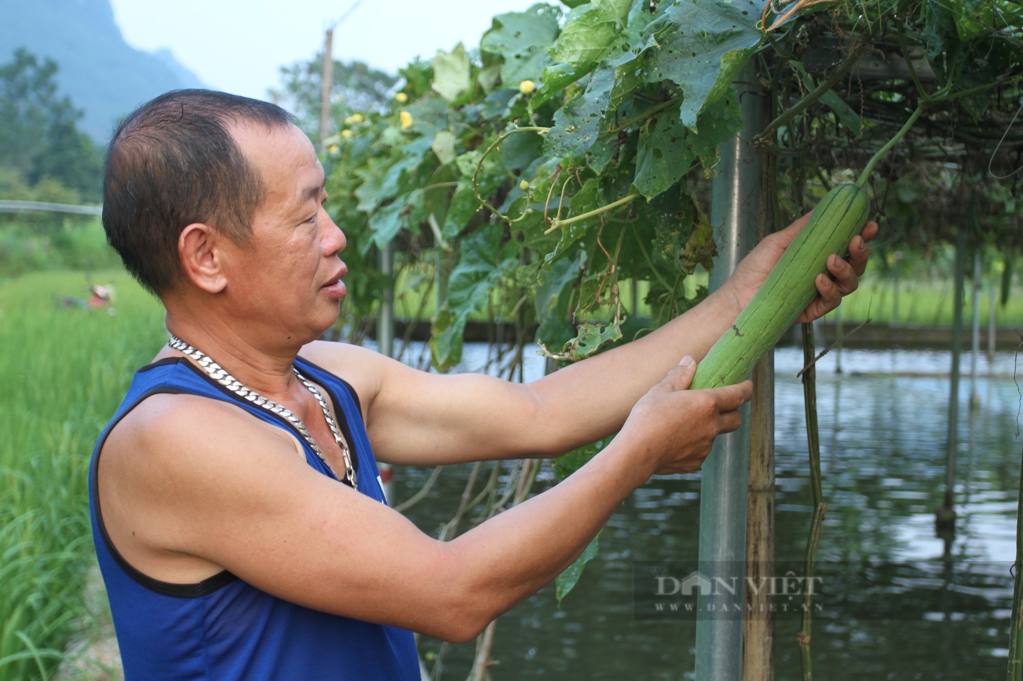 Dưới làm ao nổi nuôi cá, trên trồng mướp, su su lão nông Thái Nguyên thu gần 200 triệu đồng mỗi năm - Ảnh 5.