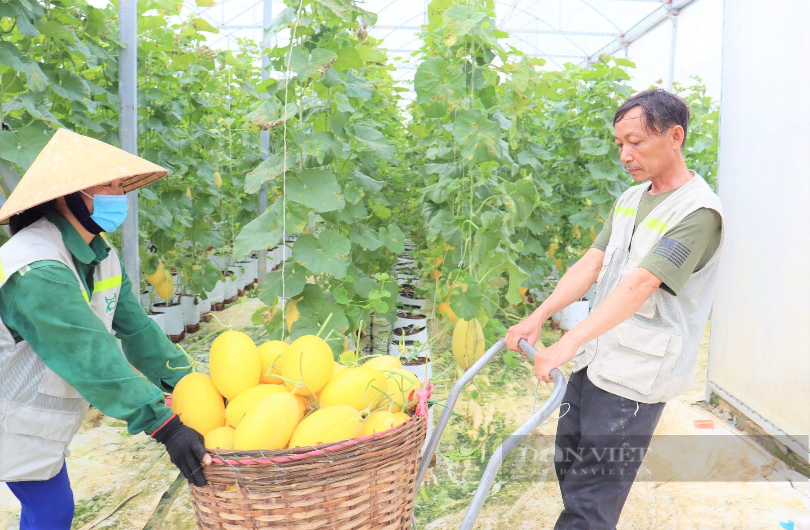 Biến đất bỏ hoang thành trại dưa lưới vàng óng to bự, anh nông dân khiến mọi người trầm trồ, thán phục - Ảnh 12.