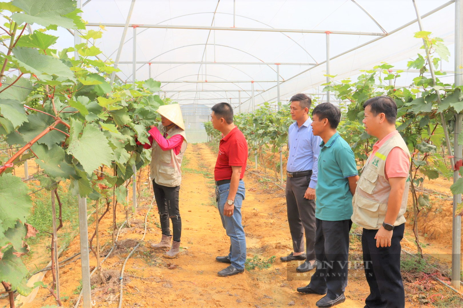 Biến đất bỏ hoang thành trại dưa lưới vàng óng to bự, anh nông dân khiến mọi người trầm trồ, thán phục - Ảnh 9.