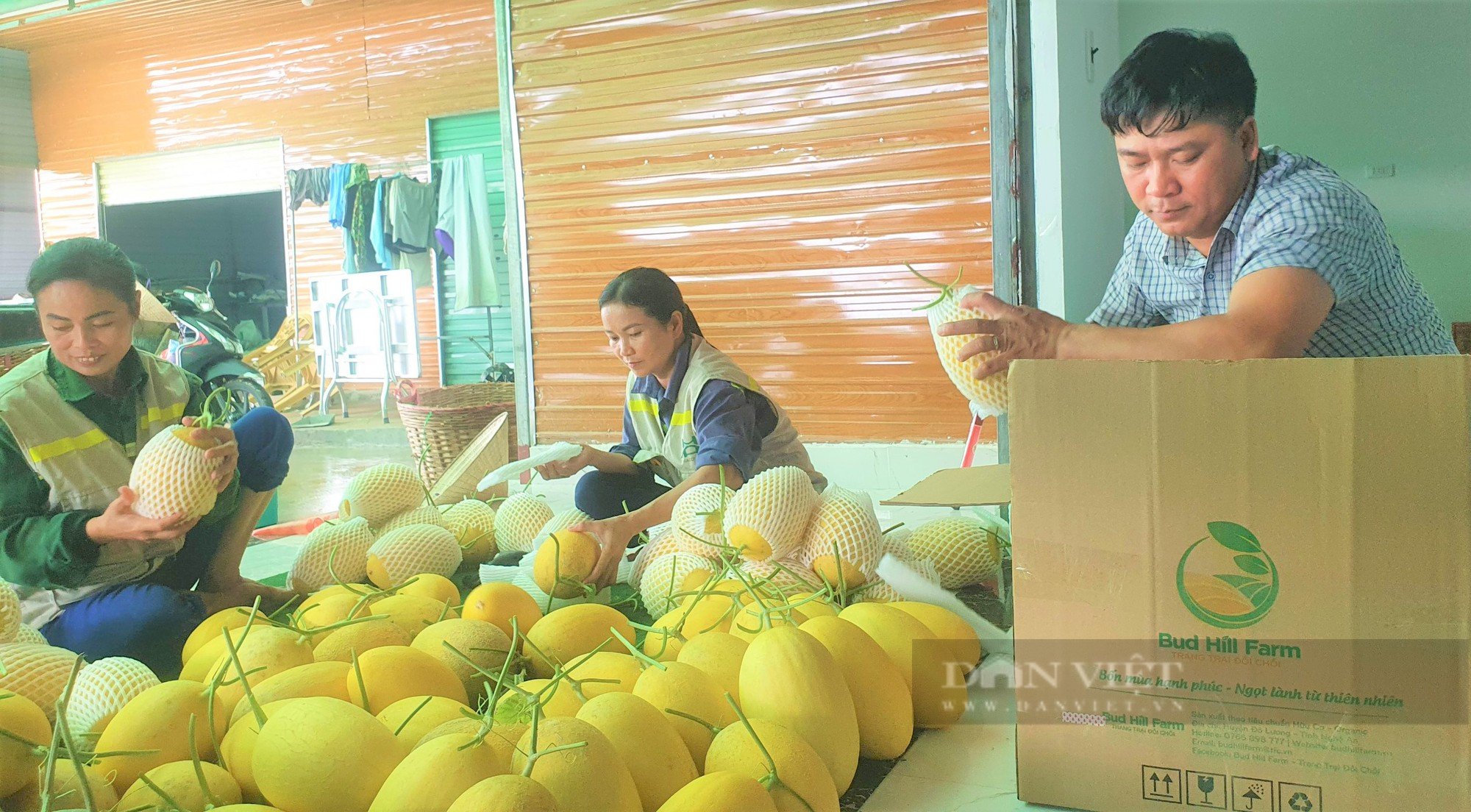 Biến đất bỏ hoang thành trại dưa lưới vàng óng to bự, anh nông dân khiến mọi người trầm trồ, thán phục - Ảnh 13.
