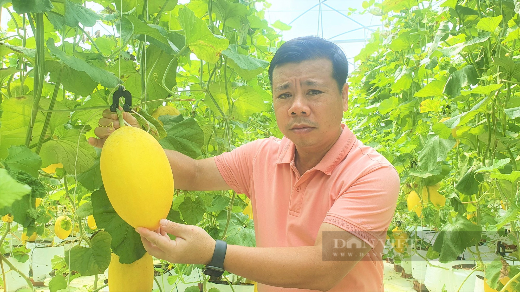 Biến đất bỏ hoang thành trại dưa lưới vàng óng to bự, anh nông dân khiến mọi người trầm trồ, thán phục - Ảnh 1.