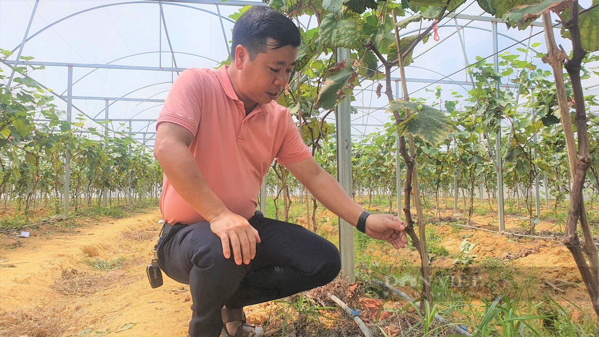 Biến đất bỏ hoang thành trại dưa lưới vàng óng to bự, anh nông dân khiến mọi người trầm trồ, thán phục - Ảnh 10.