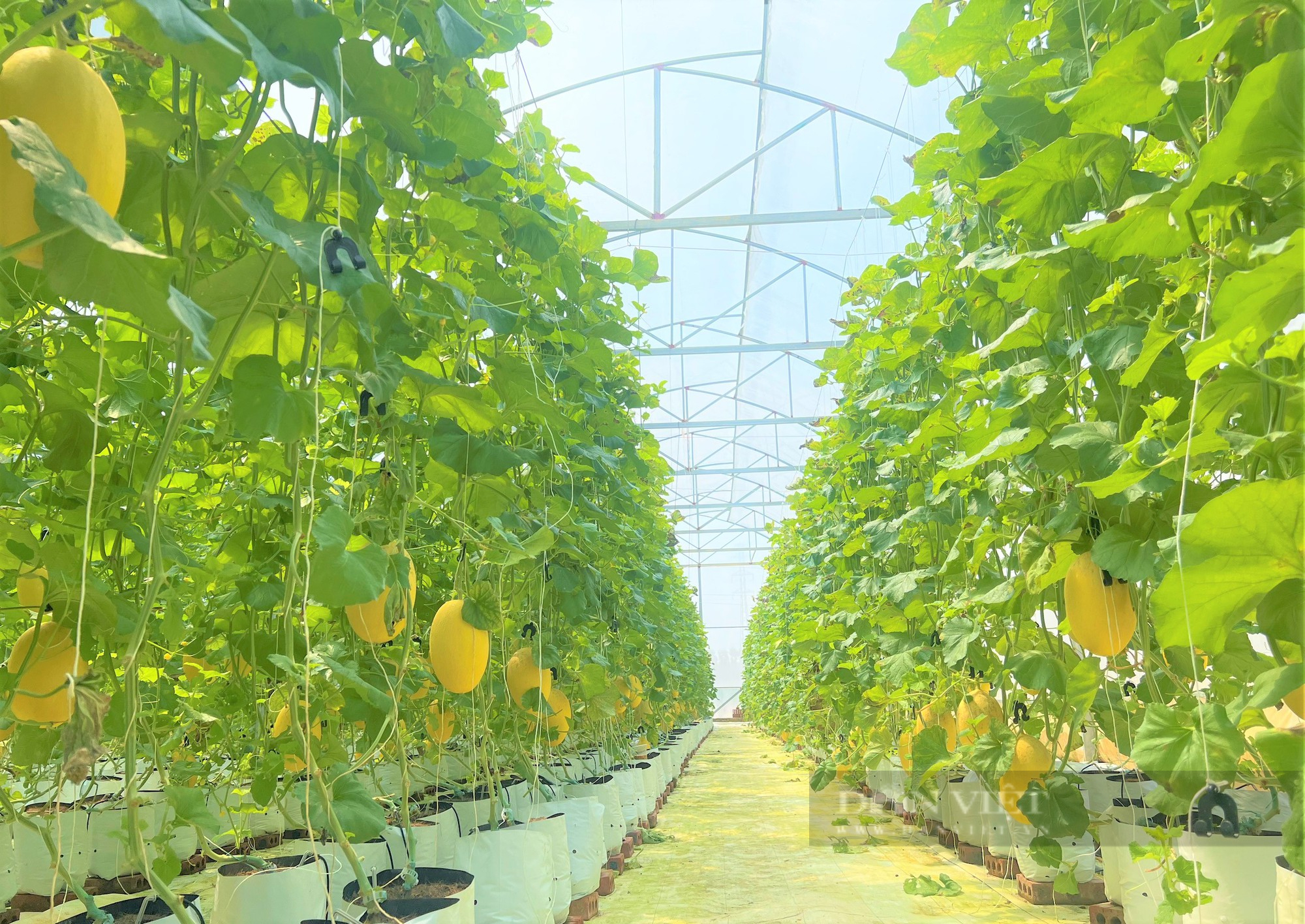 Biến đất bỏ hoang thành trại dưa lưới vàng óng to bự, anh nông dân khiến mọi người trầm trồ, thán phục - Ảnh 2.