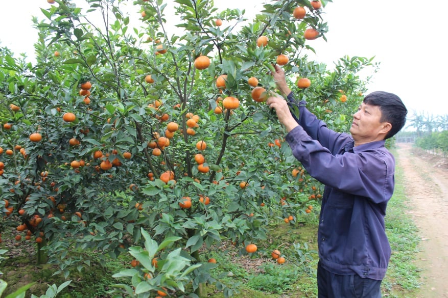 Một xã ở Bắc Ninh có nhiều nông dân sản xuất kinh doanh giỏi nhờ trồng cam canh, nuôi cá lồng, - Ảnh 1.